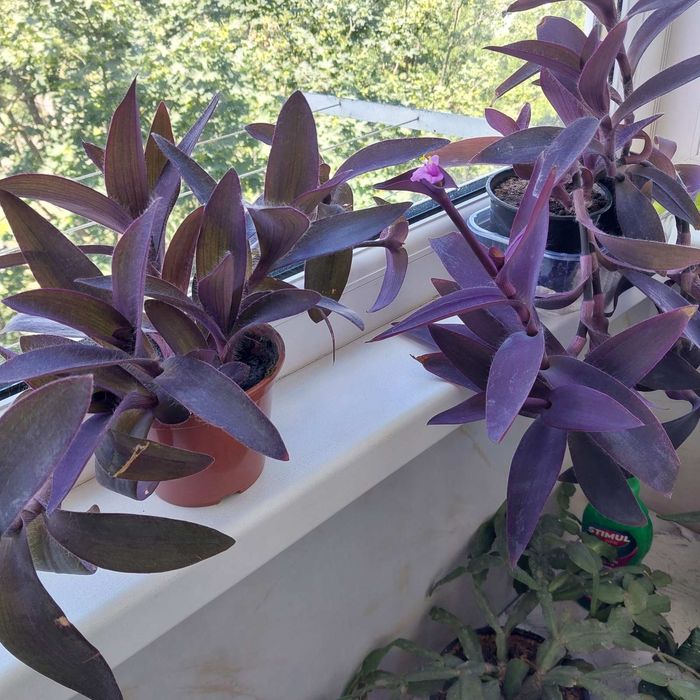 Продаю цветы оптом и в розницу