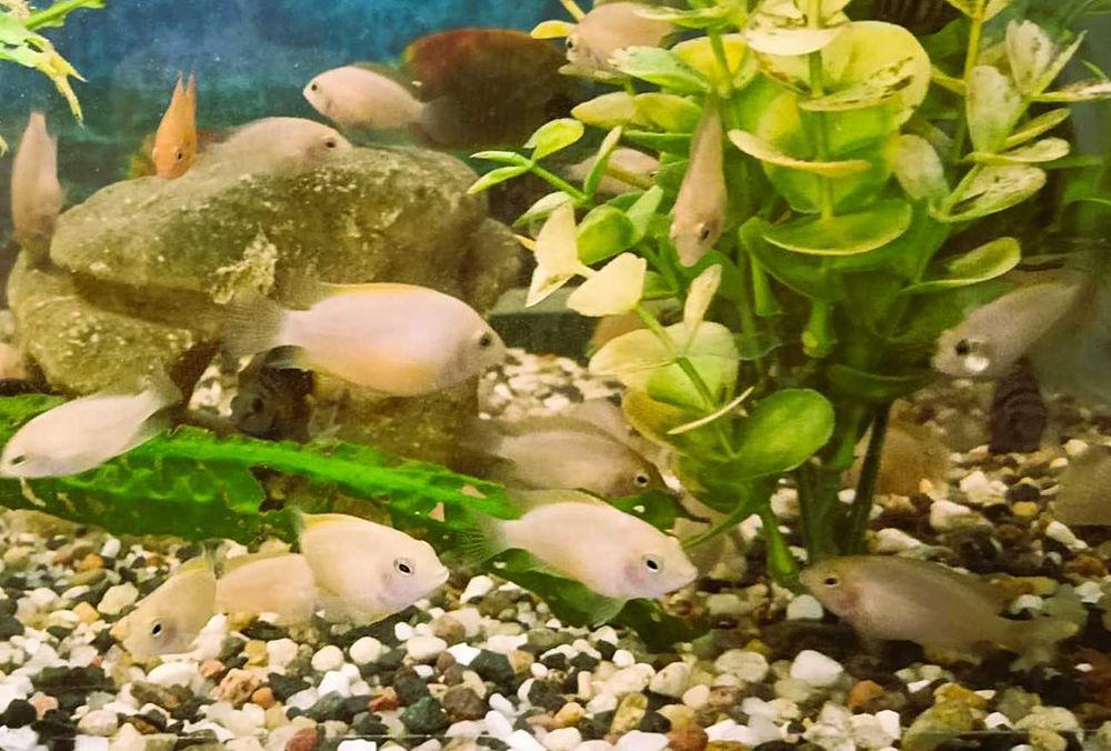 Pielęgnice Zebry Albinos - sprzedam