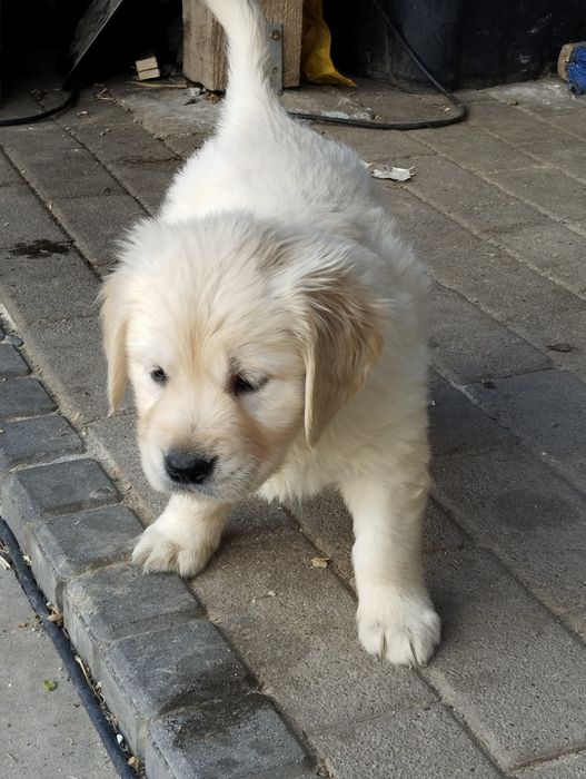 Golden retriever