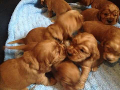 Англійський кокер спаніель – чорні дівчатка