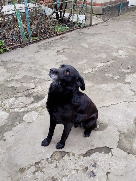 Отдам в хорошие руки Лабрадора