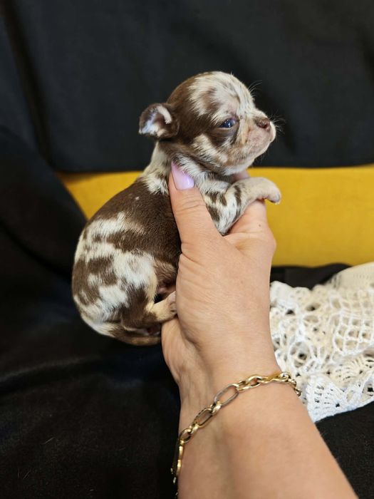 Chihuahua choco merle samiec