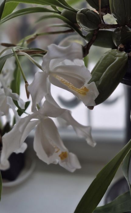 Орхидеи:спатифилум Diamond,Rodridenia Woon Leng’s Red Gem;Целогина Кристата от 550
(Paph.