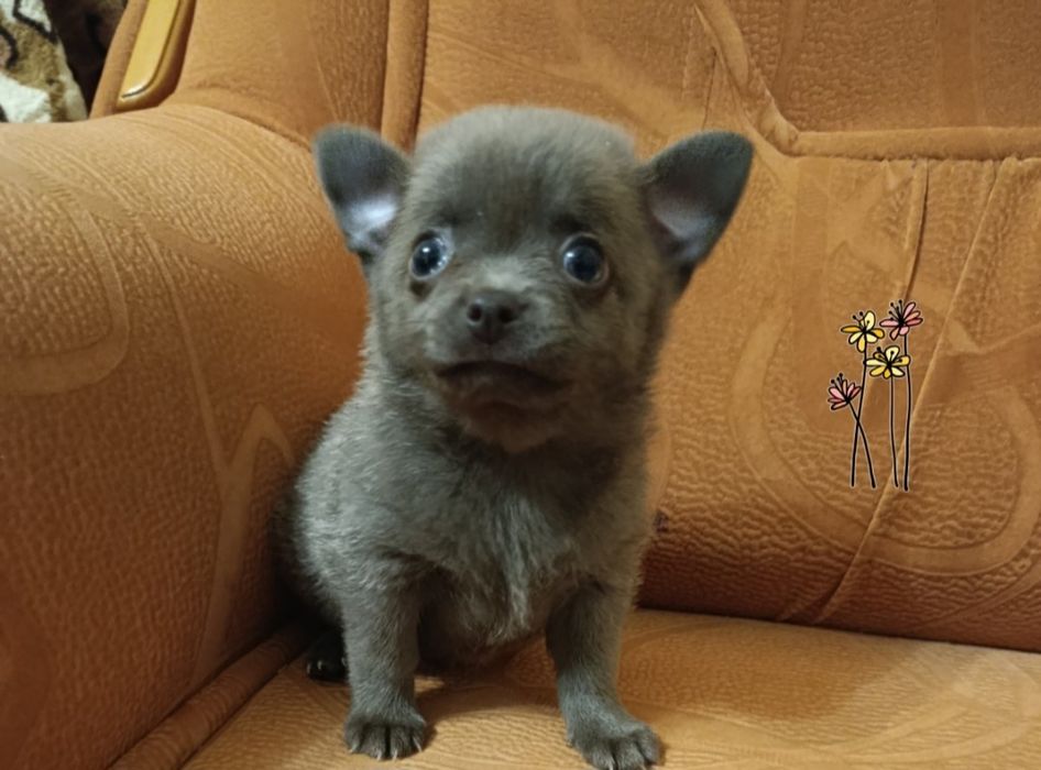 Мальчик чихуахуа.