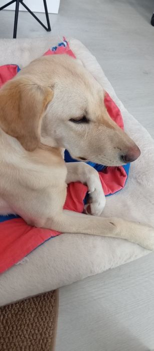 Cachorra com 1 ano
