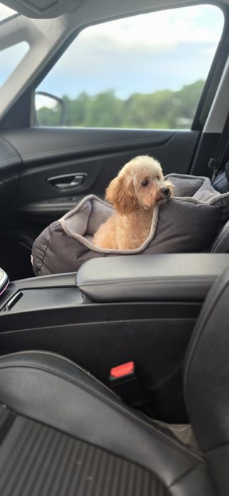 Cavapoo/ mały chłopczyk