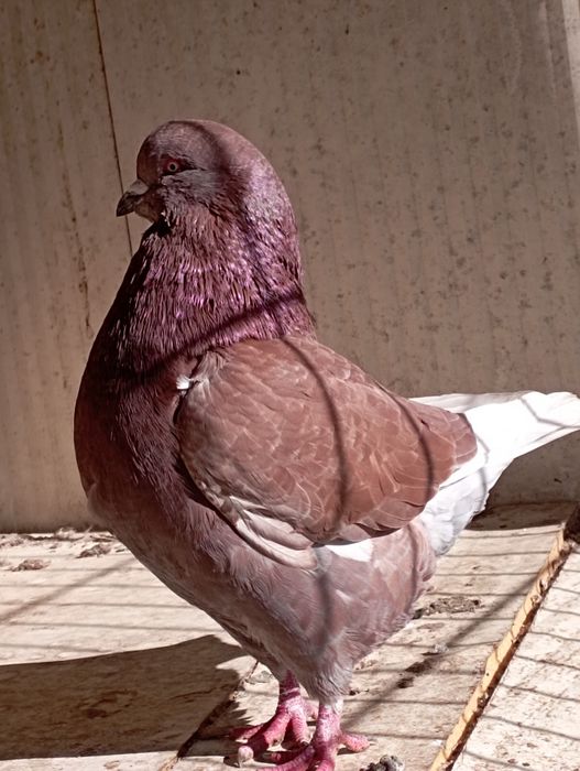Pombo Rei Gigante