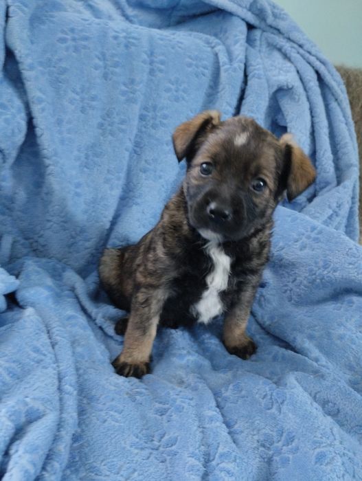 Цуценята в добрі руки