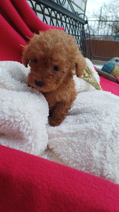 Розумні собачки -  дівчинка Мальтіпу..