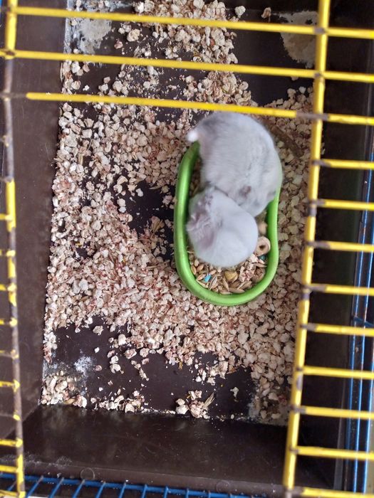 Хомячки Кременчуг