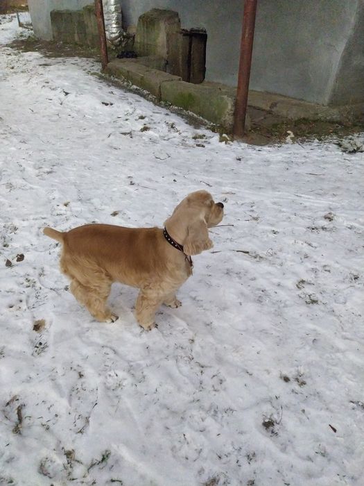 Вязка американский кокер спаниель