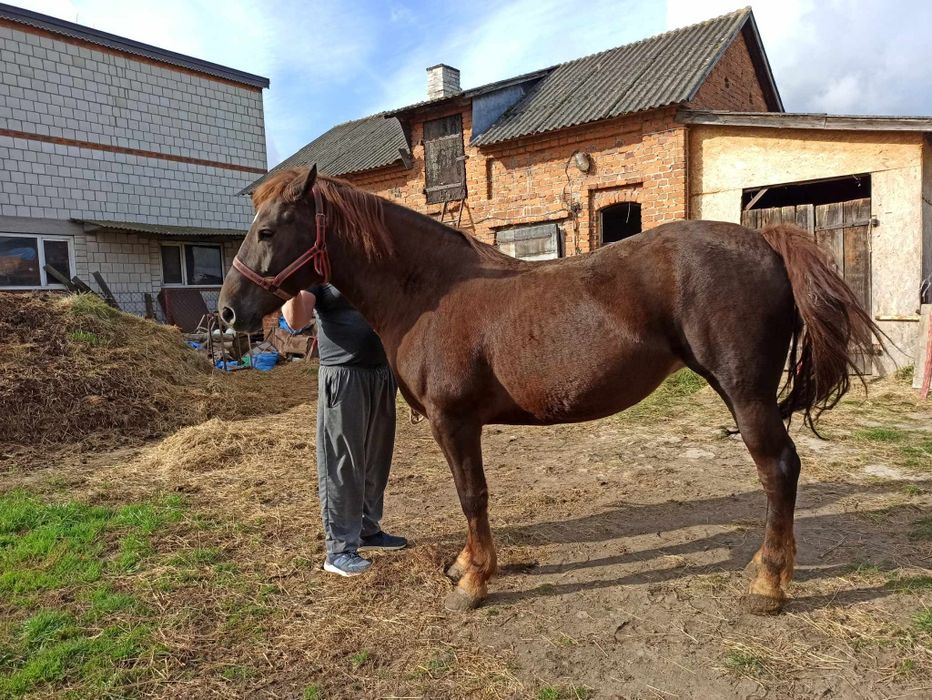 Źrebna klacz pogrubiana