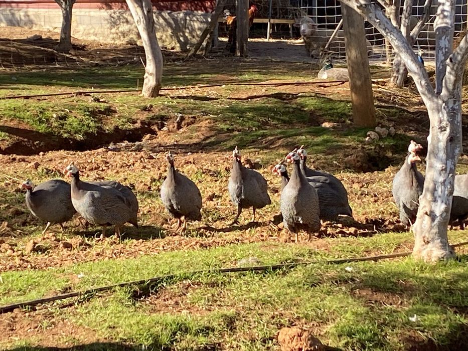 Aves de Quinta,.saudaveis e de boa qualidade