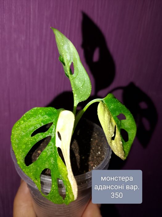 Продам свої кімнатні рослини.