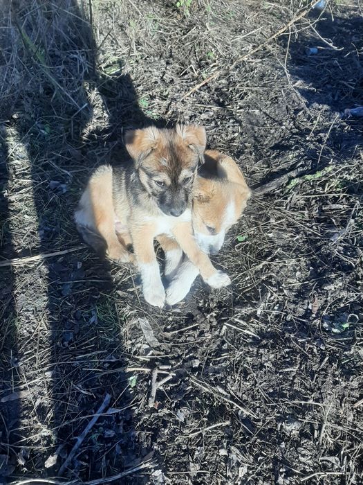 Безхатьки шукають притулок