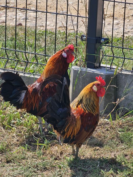 Sprzedam koguciki liliputki