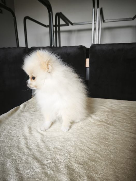 Szpic miniaturowy pomeranian