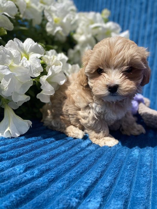 Карамельні міні мальтипу ф1