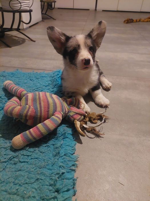 Welsh Corgi Cardigan FCI