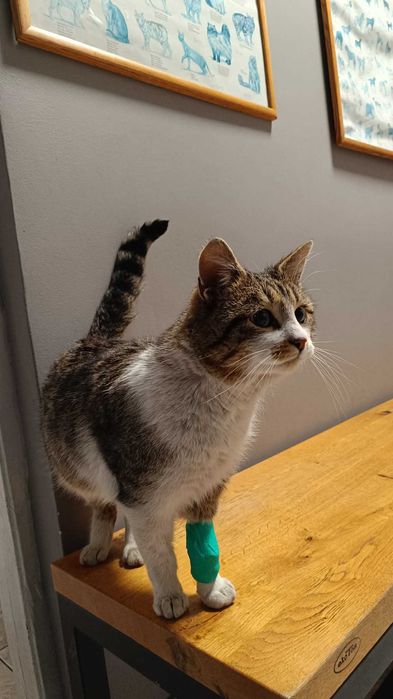 Pokochaj Gwiazdora Bezpańskie Zduńska Wola - Karsznice