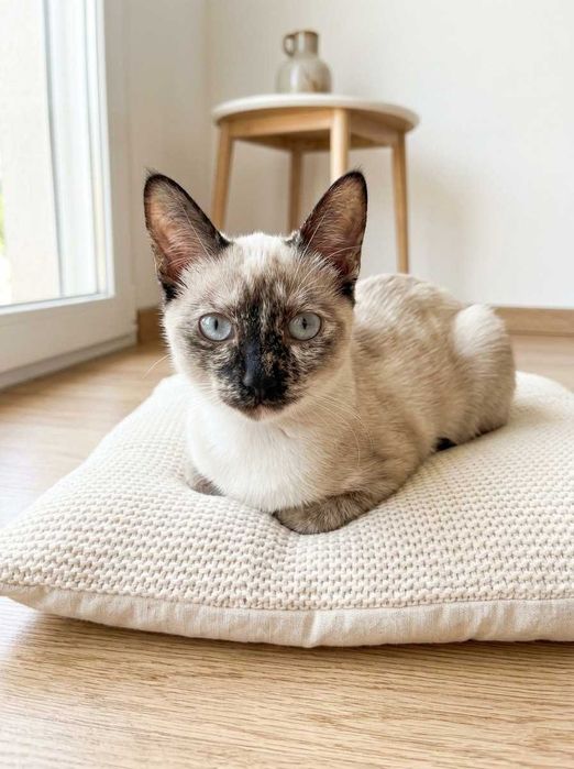 Setúbal / Margem Sul / Lisboa — BIANCA, gatinha para adoção