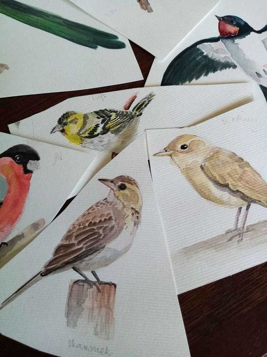 Plakat "Ptaki w Polsce" A2 autorski + gratis