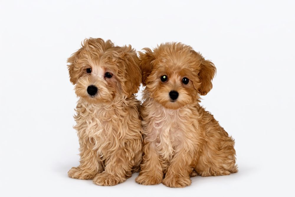 Золота дівчинка мини мальтипу! Мальтіпу, мальтезе, тикап, той пудель!