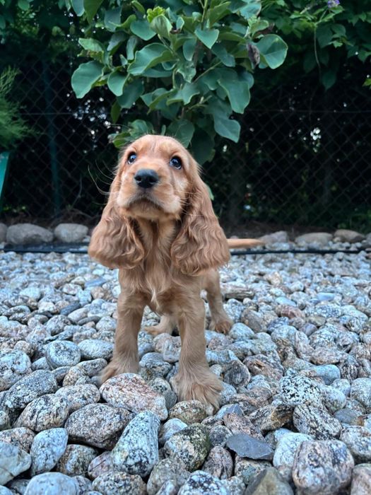 Cocker Spaniel Angielski Suczka Dark Gold Niesamowita