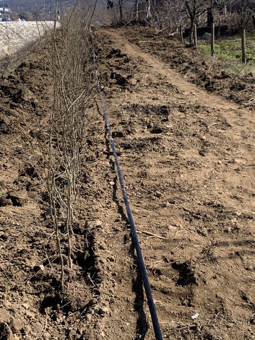 Сажанці  граба від 40 см до 2.5 м