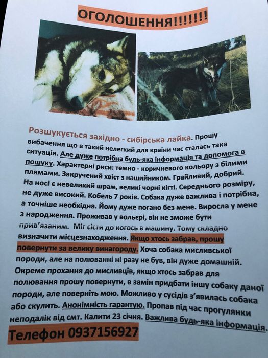 Пропала собака західно -сибірська лайка