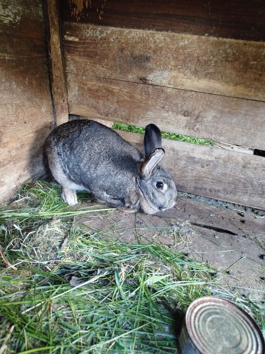 Królik samiczka 25 zł / kg