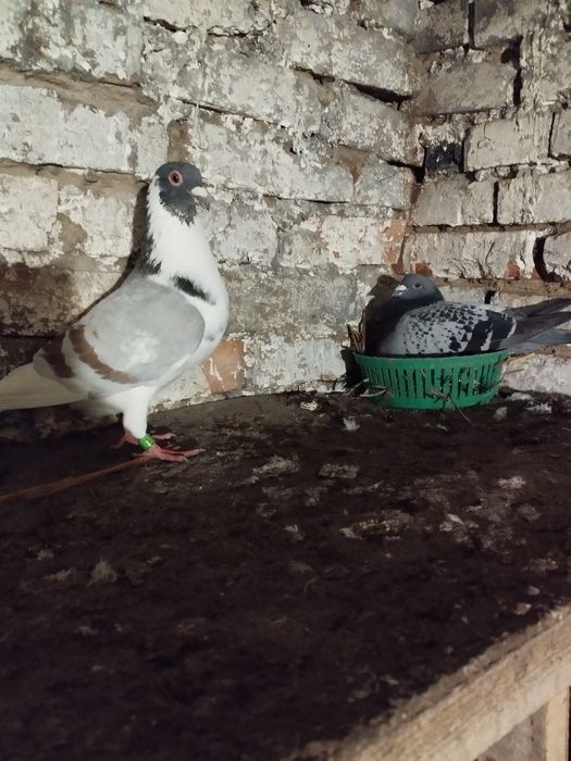 Gołębie pocztowe młode i dorosłe