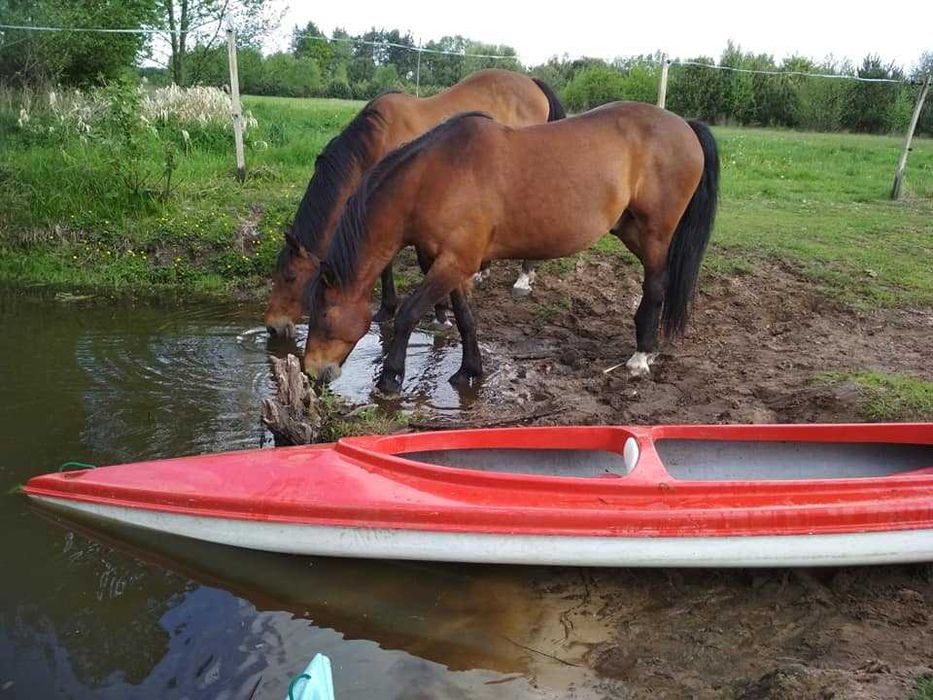Pensjonat  dla koni blisko Warszawy