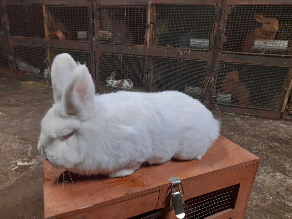 Nowozelandzki Biały samiec samica