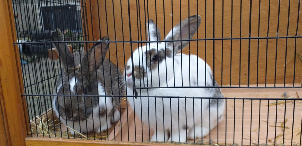 Dwa duże króliki klatka możliwy DOWÓZ królik