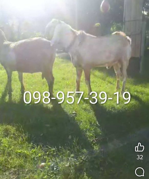 Продам кози, 100% А.Н. цапа.