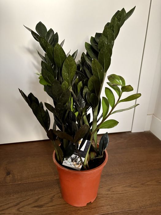 Zamioculcas Raven w brązowej doniczce