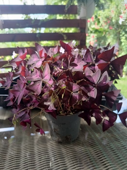 Oxalis sadzonki polecam