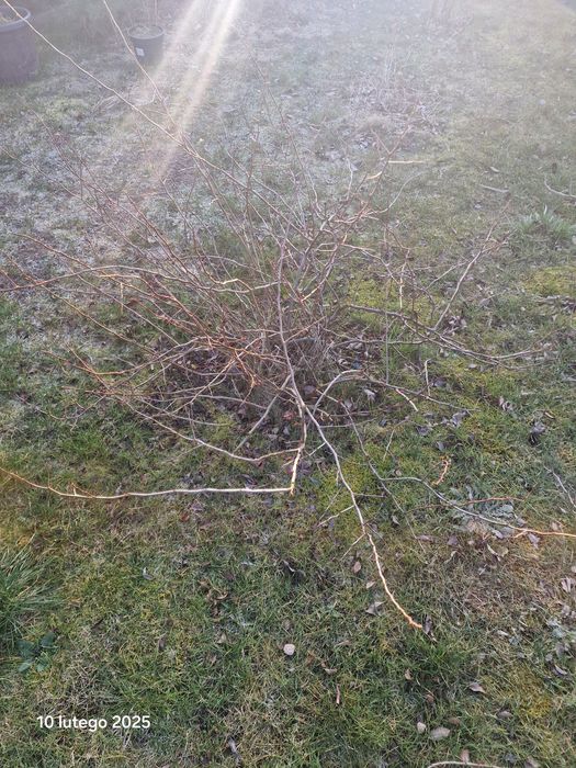 Pigwowiec rośliny pigwa