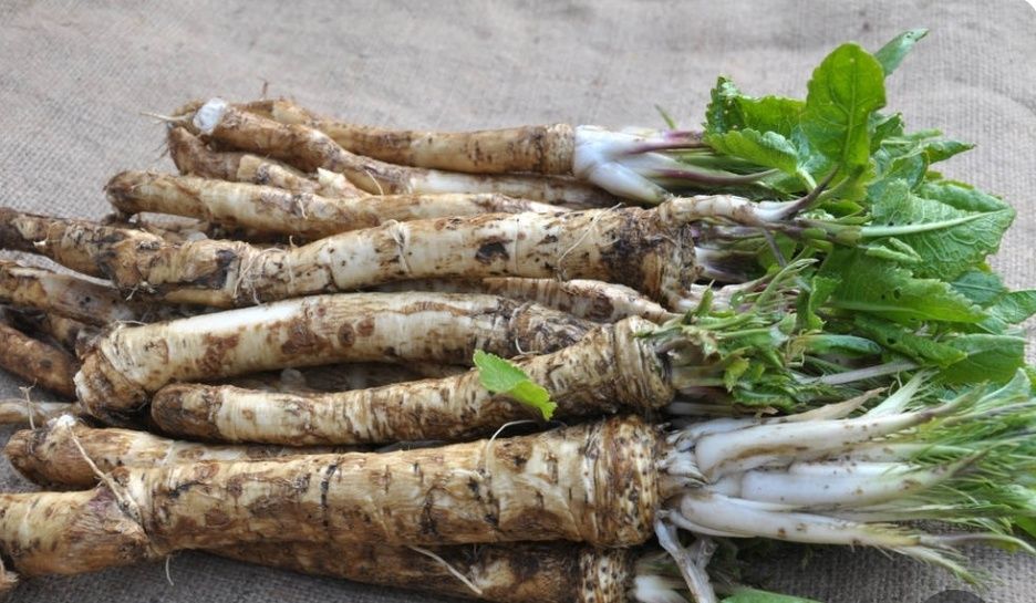 Продам свіжовикопаний екологічний корінь хріну