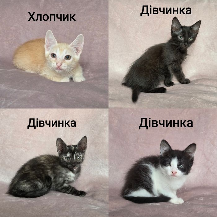 Кошенята шукають родину