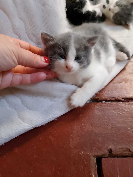 Віддам кошенят в добрі руки