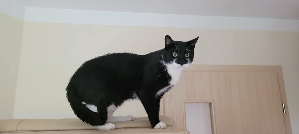 Pieknÿ kocur Feluś do adopcji!