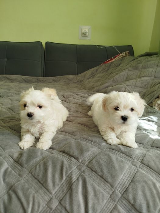 Цуценята мальтійської болонки