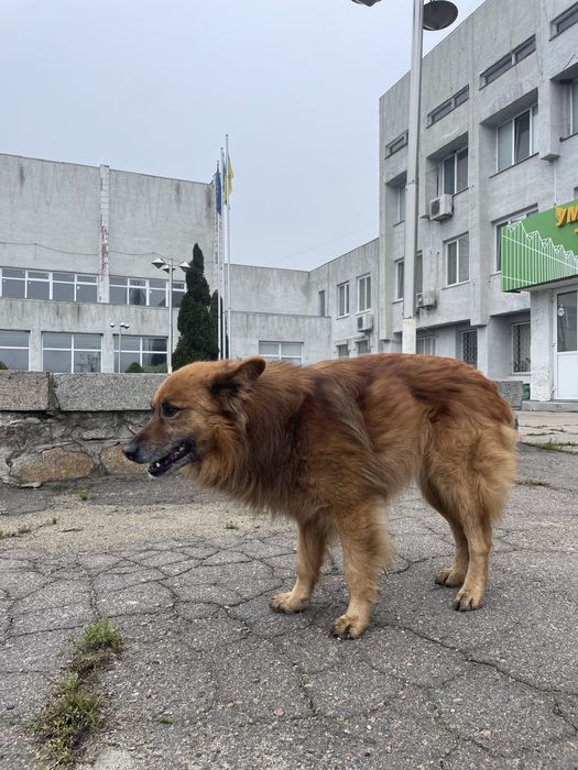 Собака шукає дім