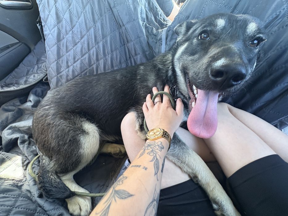 Szczeniak - suczka 10 mieisecy do adopcji