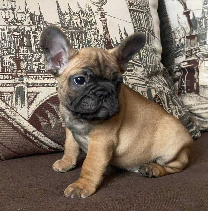 Французькі бульдоги з документами КСУ-FCI