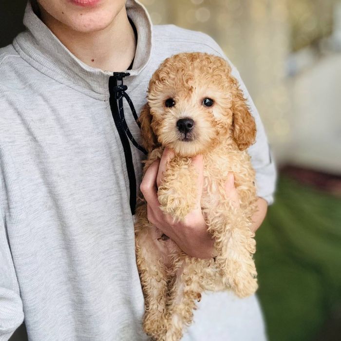 Мальчик мальтипу — эксклюзивный малыш из корейской линии!