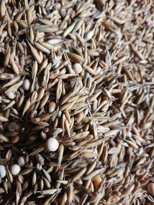 Mieszanka paszowa owies pszenica groch