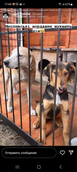 Завжди вибір цуценят і стерилізованих собак!